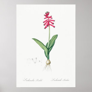 Illustration alter Blumen Poster