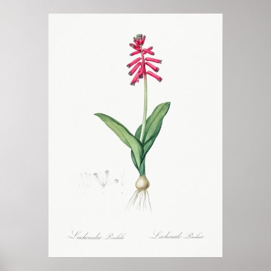 Illustration alter Blumen Poster (Vorne)