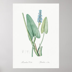 Illustration alter Blumen Poster