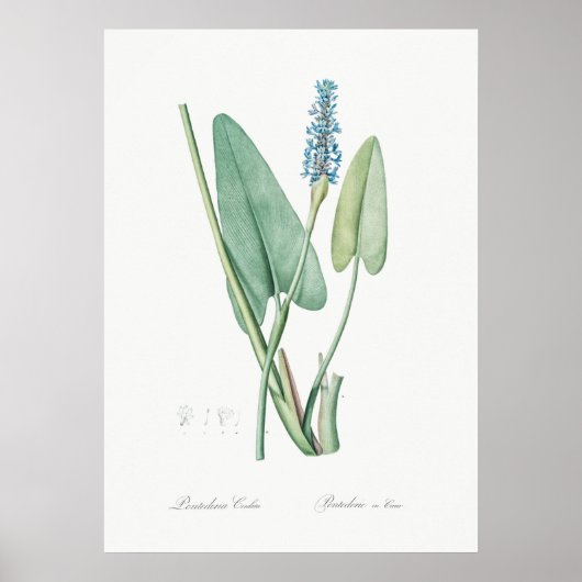 Illustration alter Blumen Poster (Vorne)