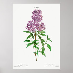 Illustration alter Blumen Poster