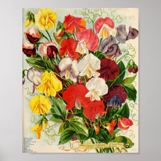 Illustration alter Blumen Poster (Vorne)