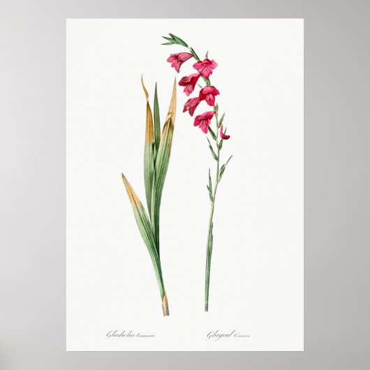 Illustration alter Blumen Poster (Vorne)