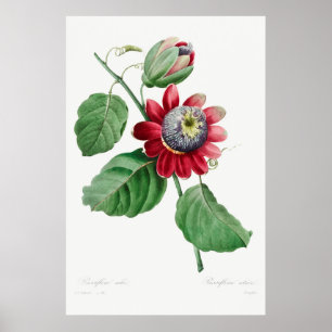 Illustration alter Blumen Poster