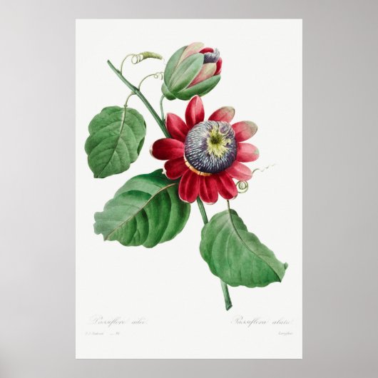 Illustration alter Blumen Poster (Vorne)