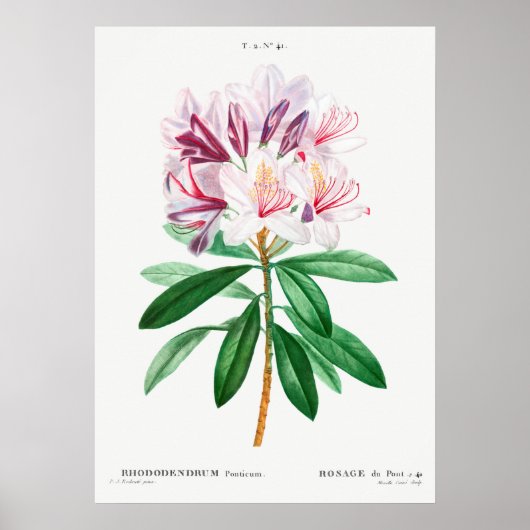 Illustration alter Blumen Poster (Vorne)