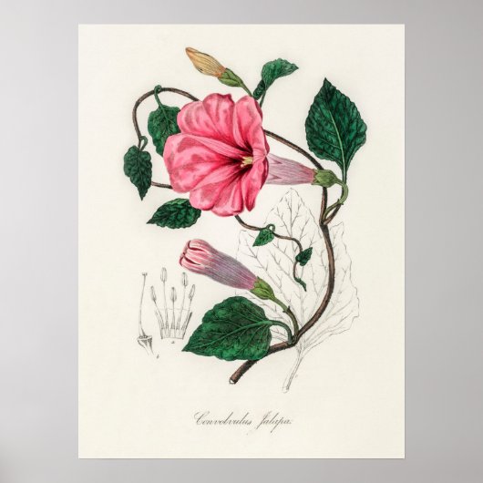 Illustration alter Blumen Poster (Vorne)