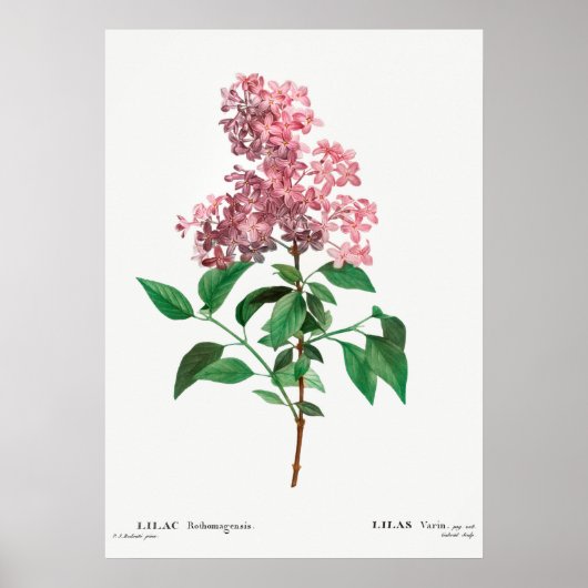 Illustration alter Blumen Poster (Vorne)