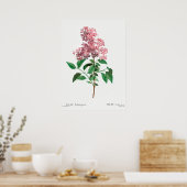 Illustration alter Blumen Poster (Küche)