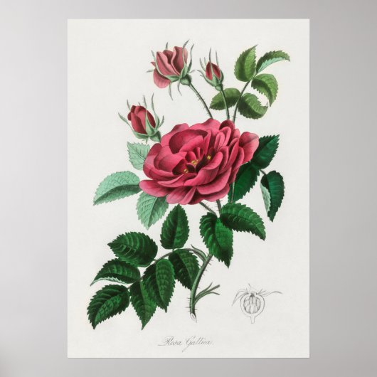Illustration alter Blumen Poster (Vorne)