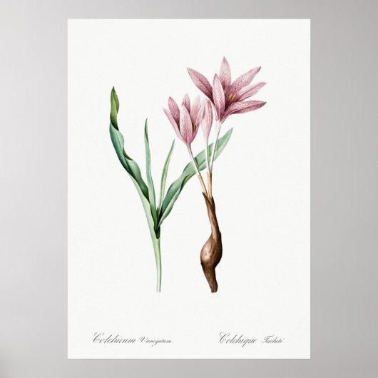 Illustration alter Blumen Poster (Vorne)