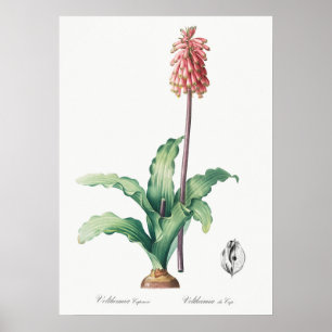 Illustration alter Blumen Poster