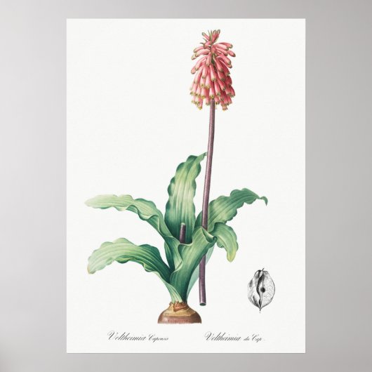 Illustration alter Blumen Poster (Vorne)