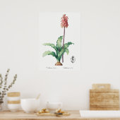 Illustration alter Blumen Poster (Küche)