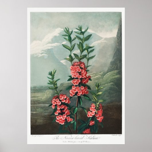 Illustration alter Blumen Poster (Vorne)
