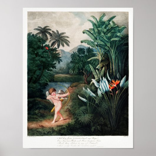 Illustration alter Blumen Poster (Vorne)
