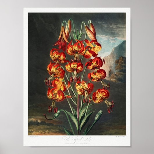 Illustration alter Blumen Poster (Vorne)