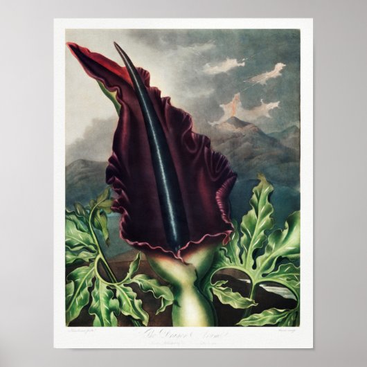 Illustration alter Blumen Poster (Vorne)