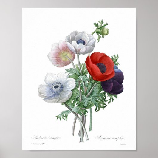 Illustration alter Blumen Poster (Vorne)