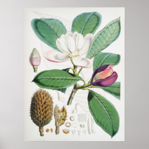 Illustration alter Blumen Poster