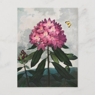 Illustration alter Blumen Postkarte