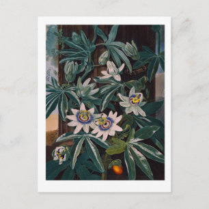 Illustration alter Blumen Postkarte