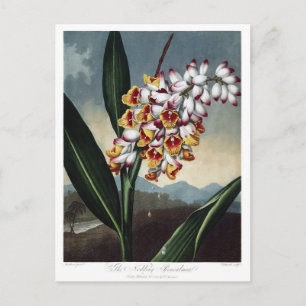 Illustration alter Blumen Postkarte