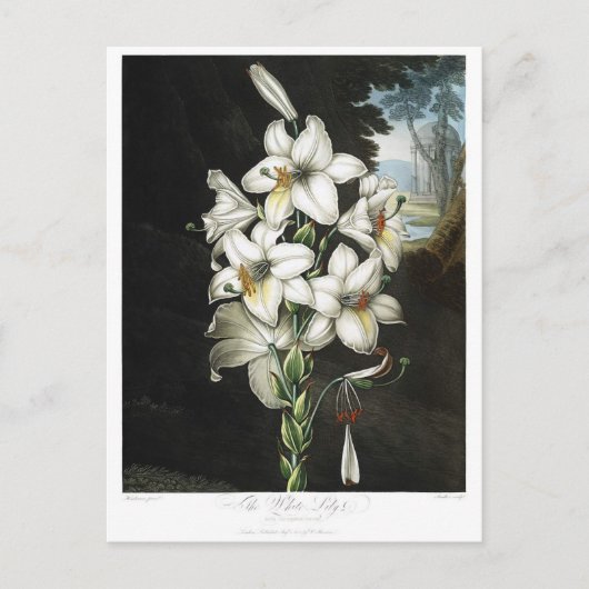 Illustration alter Blumen Postkarte (Vorderseite)