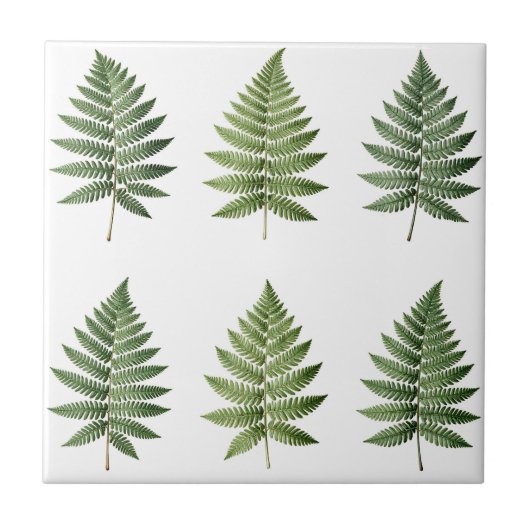Illustration alter botanischer Farnblätter Fliese (Vorderseite)