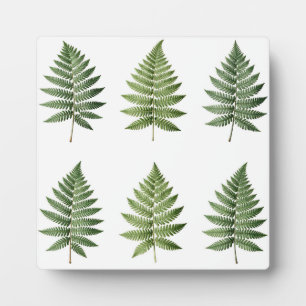 Illustration alter botanischer Farnblätter Fotoplatte