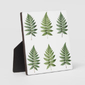 Illustration alter botanischer Farnblätter Fotoplatte (Vorderseite)