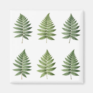 Illustration alter botanischer Farnblätter Magnet