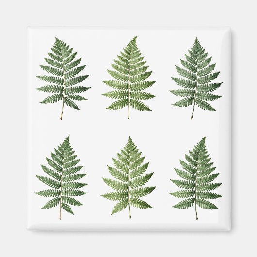 Illustration alter botanischer Farnblätter Magnet (Vorne)