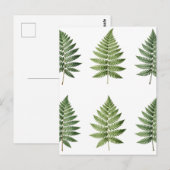 Illustration alter botanischer Farnblätter Postkarte (Vorne/Hinten)
