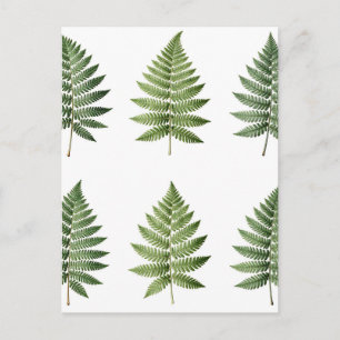 Illustration alter botanischer Farnblätter Postkarte