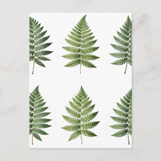 Illustration alter botanischer Farnblätter Postkarte (Vorderseite)
