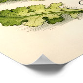 Illustration alter botanischer Salatsorten Poster (Ecke)