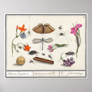 Illustration alter Insekten Poster