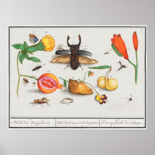 Illustration alter Insekten Poster