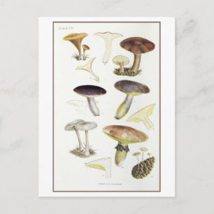 Illustration alter Pilze der Tannenwälder Postkarte