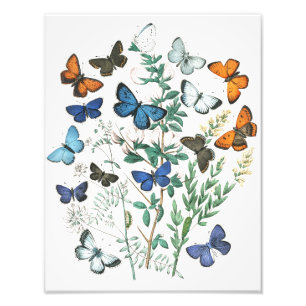 Illustration alter Schmetterlinge Fotodruck