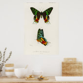 Illustration alter Schmetterlinge Poster (Küche)