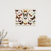 Illustration alter Schmetterlinge Poster (Küche)