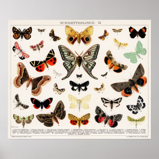 Illustration alter Schmetterlinge Poster (Vorne)