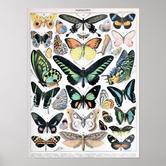 Illustration alter Schmetterlinge Poster (Vorne)