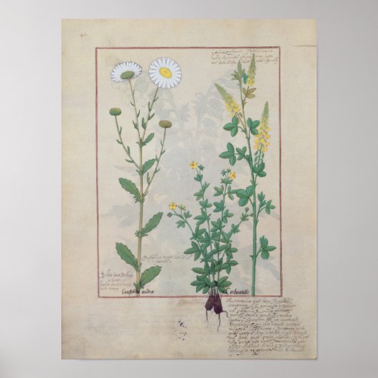 Illustration aus "Das Buch des Einfachen Poster (Vorne)