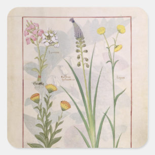 Illustration aus dem "Buch der einfachen Arzneimit Quadratischer Aufkleber