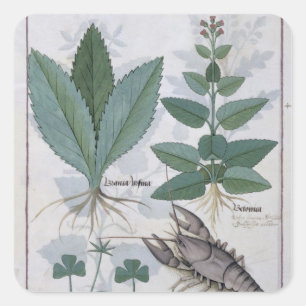 Illustration aus dem "Buch der einfachen Arzneimit Quadratischer Aufkleber