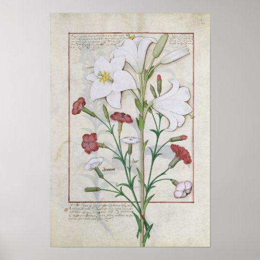 Illustration aus dem "Buch des Einfachen Poster (Vorne)