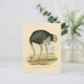 Illustration autruche postkarte (Stehend Vorderseite)